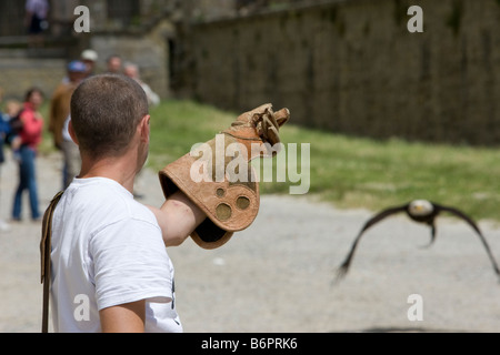 Ein Adler und Vogel-Handler üben für mittelalterliche Spiele in Carcassonne, Frankreich Stockfoto