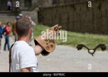 Ein Adler und Vogel-Handler üben für mittelalterliche Spiele in Carcassonne, Frankreich Stockfoto