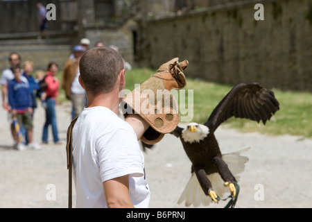 Ein Adler und Vogel-Handler üben für mittelalterliche Spiele in Carcassonne, Frankreich Stockfoto