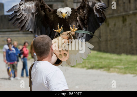 Ein Adler und Vogel-Handler üben für mittelalterliche Spiele in Carcassonne, Frankreich Stockfoto