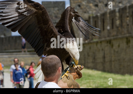 Ein Adler und Vogel-Handler üben für mittelalterliche Spiele in Carcassonne, Frankreich Stockfoto