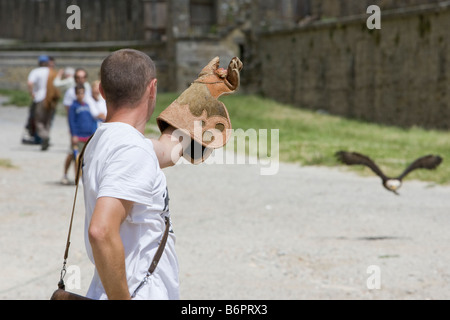 Ein Adler und Vogel-Handler üben für mittelalterliche Spiele in Carcassonne, Frankreich Stockfoto