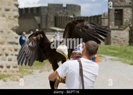 Ein Adler und Vogel-Handler üben für mittelalterliche Spiele in Carcassonne, Frankreich Stockfoto