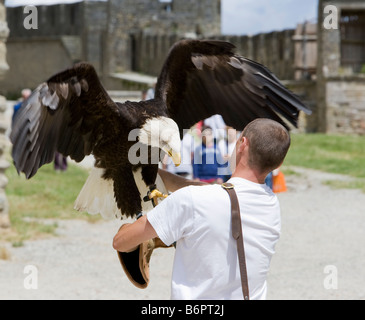 Ein Adler und Vogel-Handler üben für mittelalterliche Spiele in Carcassonne, Frankreich Stockfoto