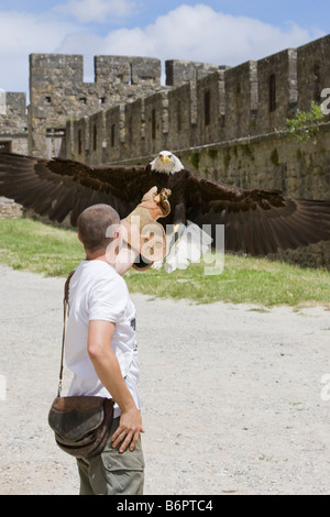 Ein Adler und Vogel-Handler üben für mittelalterliche Spiele in Carcassonne, Frankreich Stockfoto