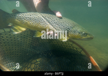 Unterwasser Foto von einer Bachforelle, Bow River, Alberta, Kanada auf eine Fliege gefangen während einer Fischerei fangen und freilassen. Stockfoto