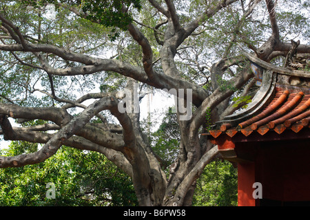 Einen großen Banyan-Baum im konfuzianischen Tempel in Tainan, Taiwan. Stockfoto