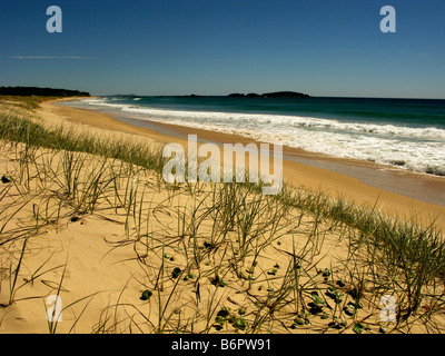 Dünengebieten Grass Vegetation am Strand von zarten Nobbys in der Nähe von Crescent Head New South Wales Australien Stockfoto