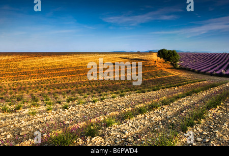 Early morning in Provence Stockfoto