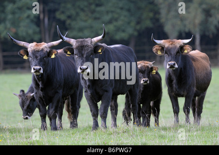 Neu erstellte Auerochsen, Heckrindern (Bos Primigenius Primigenius), Herde Stockfoto