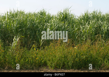 Chinesische Silber Grass, Tigergras (Miscanthus Giganteus, Miscanthus Sinensis Giganteus), Feld mit zwei Jahre alten Pflanzen Stockfoto