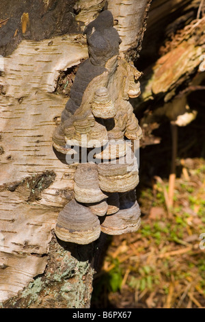 HUF PILZ ZÜNDSTOFF FOMENTARIUS Stockfoto