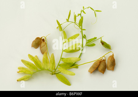 Linsensuppe, Daal, Puls (Lens Culinaris), Ranke mit Hülsen, Studio Bild Stockfoto
