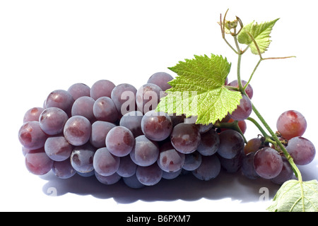 Rote Trauben und Blätter auf weißem Hintergrund Stockfoto