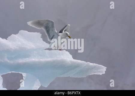 glaucous Möwe (Larus Hyperboreus), aus dem Eis, Norwegen Stockfoto