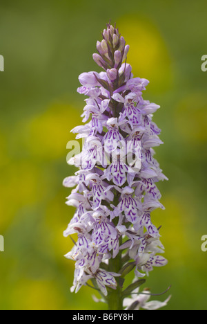 Heide gesichtet Orchidee (Dactylorhiza Maculata s.l.) blühen, Deutschland, Saarland Stockfoto