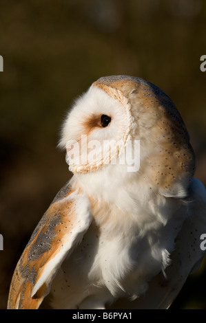 Schleiereule mit Kopf um 180 Grad gedreht Stockfoto