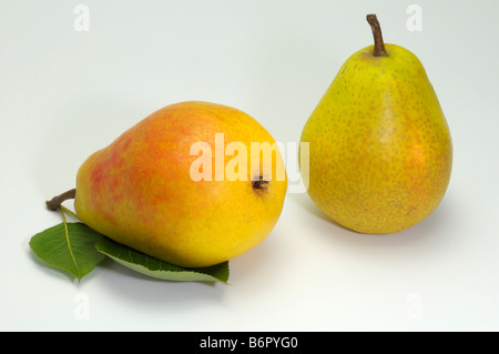 Gemeinsamen Birne (Pyrus Communis), Sorte: Schoene Helene, Obst, Studio Bild Stockfoto