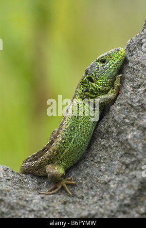 Zauneidechse (Lacerta Agilis), männliche Sonnenbaden auf einem Stein, Deutschland, Saarland Stockfoto