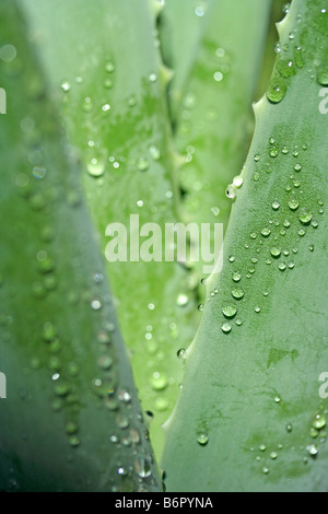 Aloe Vera Pflanze zu verbrennen Stockfoto