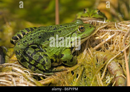 Europäische essbare Frosch (Rana Esculenta), ein Sonnenbad nehmen Stockfoto