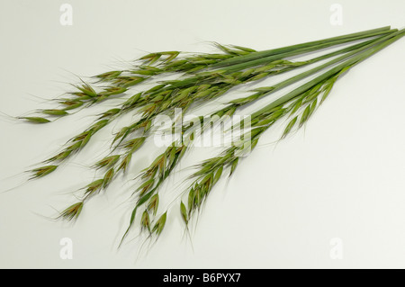 Gemeinsamen wilden Hafer (Avena Fatua), ergibt sich mit Rispen, Studio Bild Stockfoto