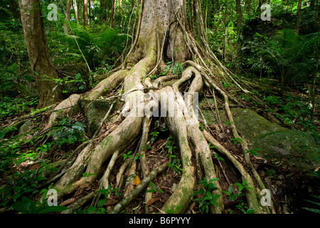 Ein kunstvoll knorrigen System von Baumwurzeln auf einen uralten Baum im Regenwald von Mossman Gorge, Queensland, Australien Stockfoto