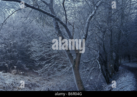 Waldweg im frost Stockfoto