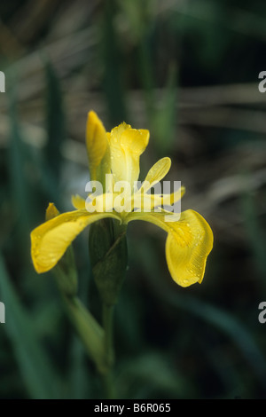 Gelbe Flagge Iris Blume und Bud mit Tau fällt Stockfoto