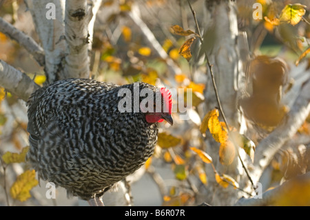 Huhn, Schlafplatz im Baum. Stockfoto