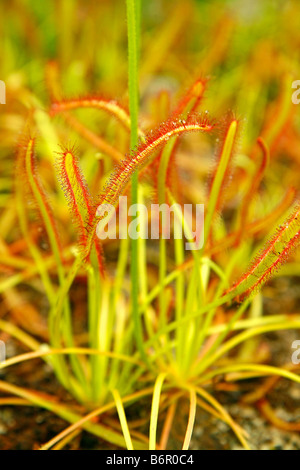 Royal Botanic Gardens Kew Richmond London Prinzessin von Wales Conservatory. Fleischfressende Pflanze. Drosera capensis Stockfoto