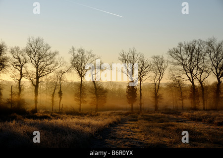 Stock Foto von einem Sonnenaufgang über einer Reihe von Bäumen auf einem frostigen Morgen Stockfoto