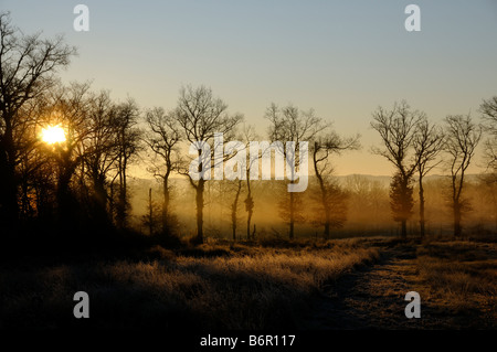 Stock Foto von einem Sonnenaufgang über einer Reihe von Bäumen auf einem frostigen Morgen Stockfoto