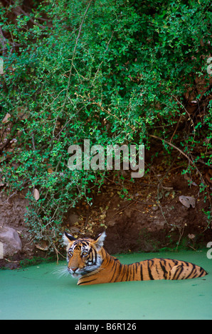 Ein junger Tiger Kühlung mit in die Mangrooves im Ranthambore Tiger Reserve. (Panthera Tigris) Stockfoto