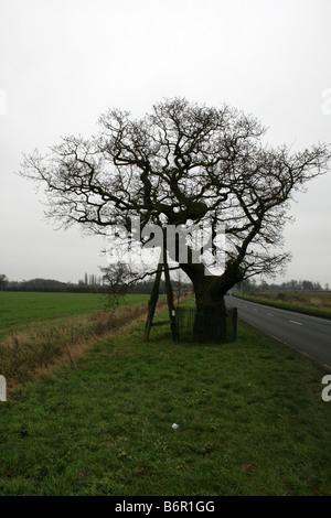 Kett Eiche - Sammelplatz der Landverbesserung Aufstand unter der Leitung von Robert Kett [Wymondham, Norfolk, England, Vereinigtes Königreich].     . Stockfoto