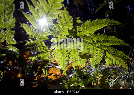 Wurmfarn (Dryopteris Filix-Mas), Wedel im Gegenlicht, Deutschland, Sachsen, Vogtlaendische Schweiz Stockfoto