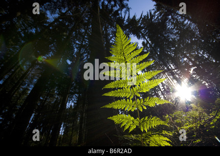 schmalen Sie Buckler-Farn, spinulose Schild Farn, spinulose Holz Farn, gezahnten Holz Farn (Dryopteris Carthusiana), Wedel bei Gegenlicht Stockfoto