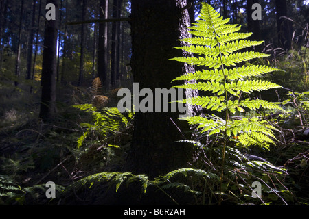 schmalen Sie Buckler-Farn, spinulose Schild Farn, spinulose Holz Farn, gezahnten Holz Farn (Dryopteris Carthusiana), Wedel bei Gegenlicht Stockfoto