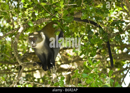 blauer Affe, matrizengeformte Affe, sanfte Affe, Affe Sykes (grüne Mitis), am Baum, Kenia Stockfoto