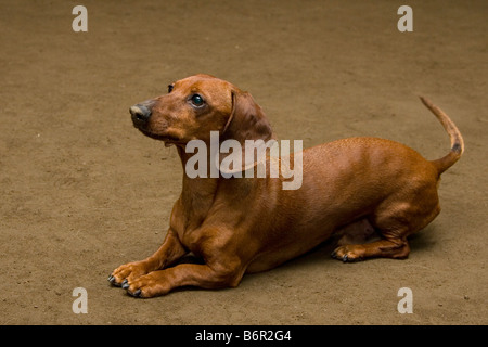 Roten Dackel Hund posiert in Position Stockfoto