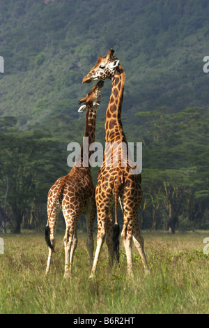 Rothschild Giraffen (Giraffa Plancius Rothschildi), junge und alte Stier, Kenia, Lake Nakuru NP Stockfoto