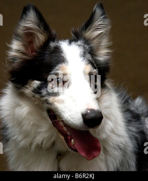 Australischer Schäferhund Portrait lächelnd Stockfoto