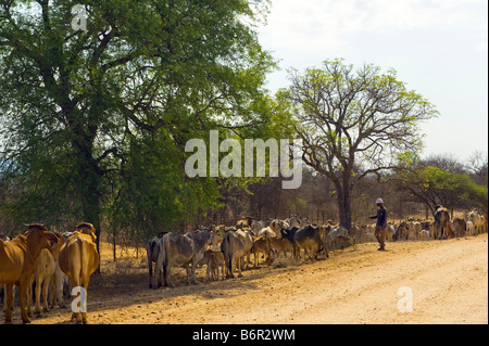 Vieh Brahman Kuh Bull Herde Herde Gruppe Viehzucht Landwirtschaft in Süd-Afrika Südafrika Brahma Afrika Herde Herde Gruppe Pa Stockfoto