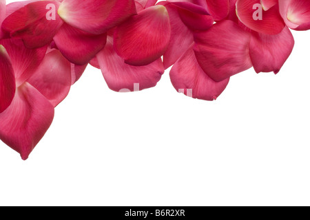 Rosa Garten Rosenblätter isoliert auf weiss Stockfoto