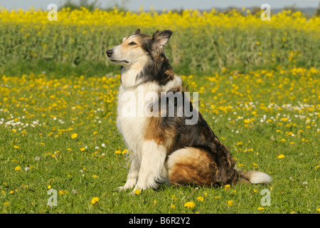 Rough Collie Hund sitzt auf einer Blumenwiese Stockfoto