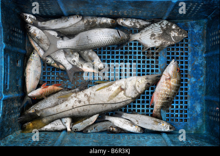 EINE AUSWAHL AN FISCH GEFANGEN IN DER HAND NETZE IN DER NÄHE VON CASTRIES, ST. LUCIA Stockfoto