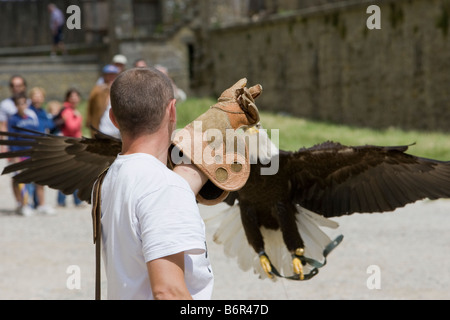 Ein Adler und Vogel-Handler üben für mittelalterliche Spiele in Carcassonne, Frankreich Stockfoto