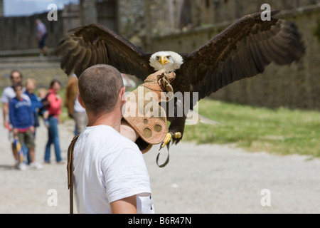 Ein Adler und Vogel-Handler üben für mittelalterliche Spiele in Carcassonne, Frankreich Stockfoto