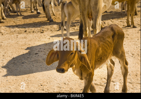 Vieh Brahman Kuh Bull Herde Herde Gruppe Viehzucht Landwirtschaft in Süd-Afrika Südafrika Brahma Afrika Herde Herde Gruppe Pa Stockfoto