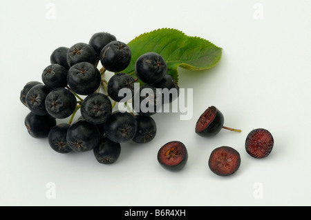 Schwarze Apfelbeere (Aronia Melanocarpa var. Melanocarpa), halbierte ganze Frucht und Blatt, Studio Bild Stockfoto